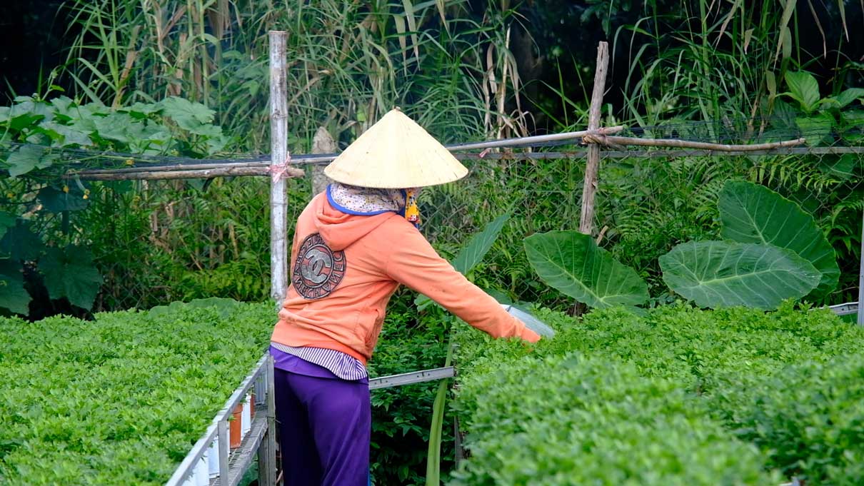 Nong dan lam gian de bao ve hoa Tet truoc mua bao va trieu cuong dang cao. Anh: My Ly