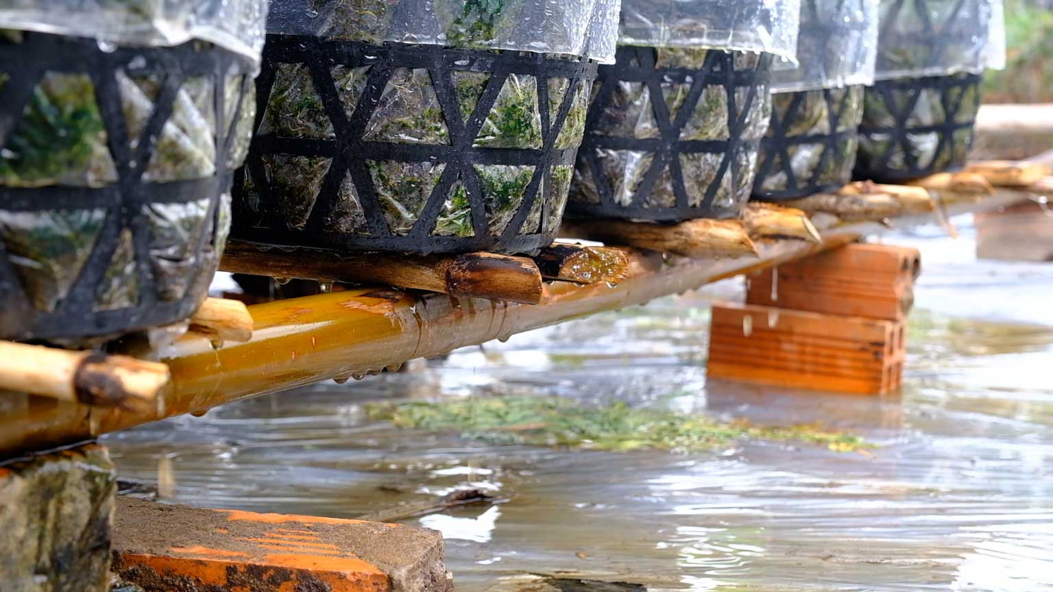 Theo du bao, Anh: My Ly