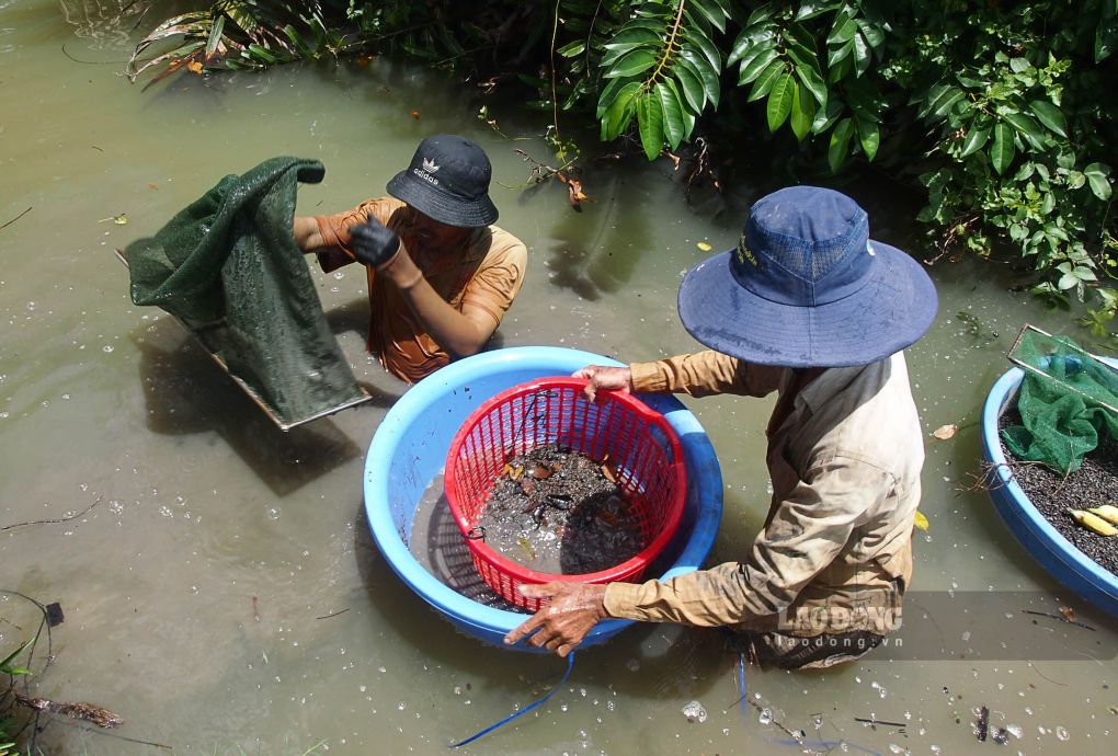 Oc dinh duoc thuong lai thu mua deu dan, giup nguoi dan co thu nhap on dinh. Anh: Phuong Anh