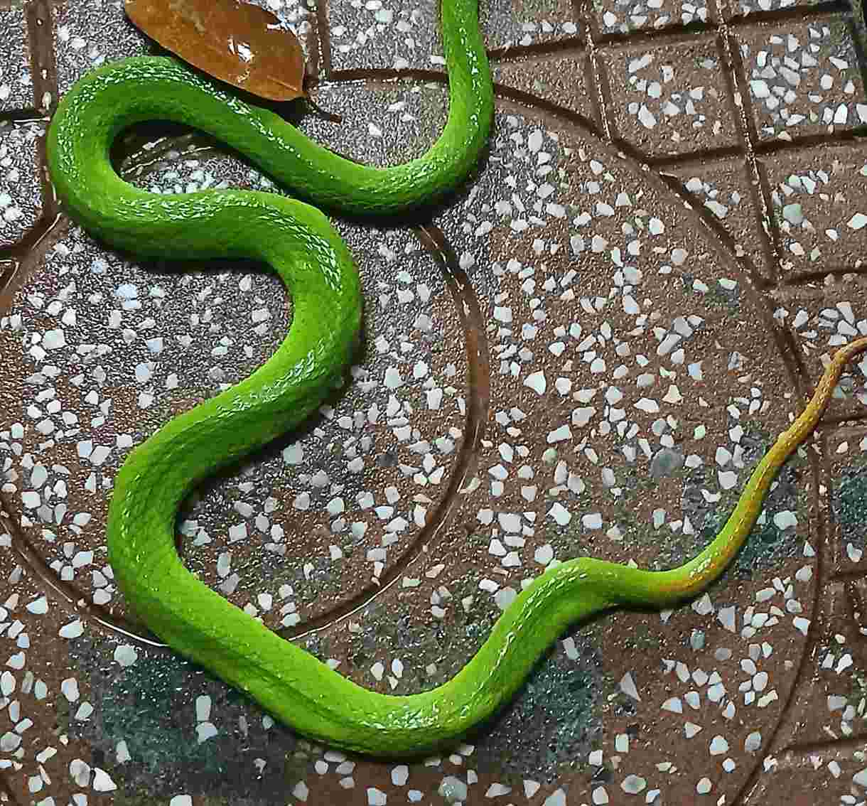 Red-tailed snake crawled into front of a house. Photo cut from a clip provided by a reader