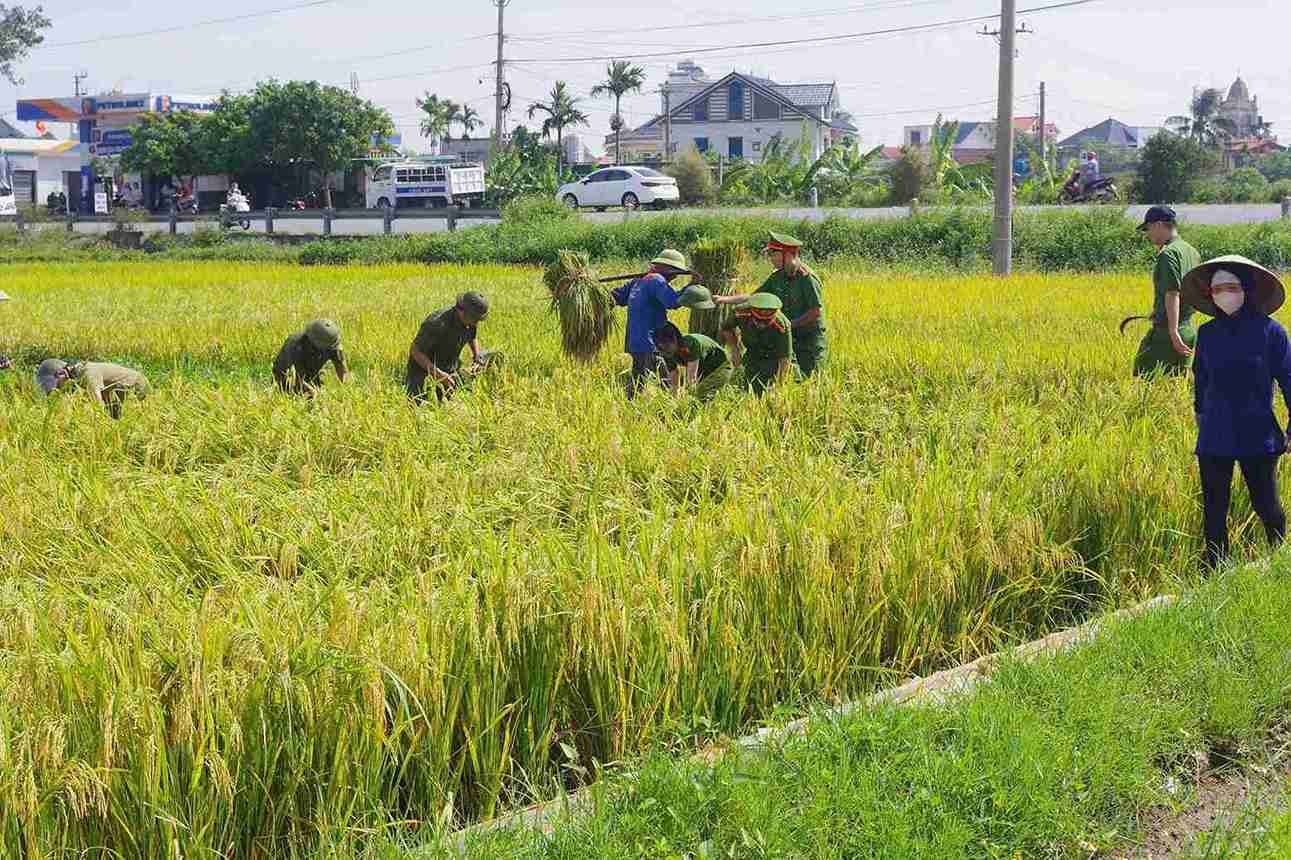 Thai Ninh Commune Police support people in harvesting rice to avoid storm No. 11. Photo: Hung Yen Provincial Police