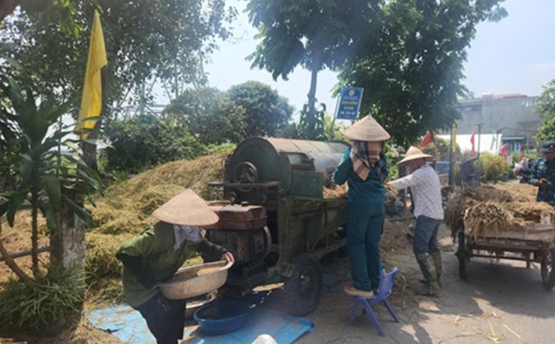People in the suburbs of Hanoi race against storm No. 11 to harvest rice. Photo: Minh Hanh