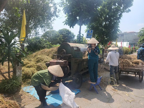 Huy dong toi da lao dong thu hoach lua. Anh: Minh Hanh