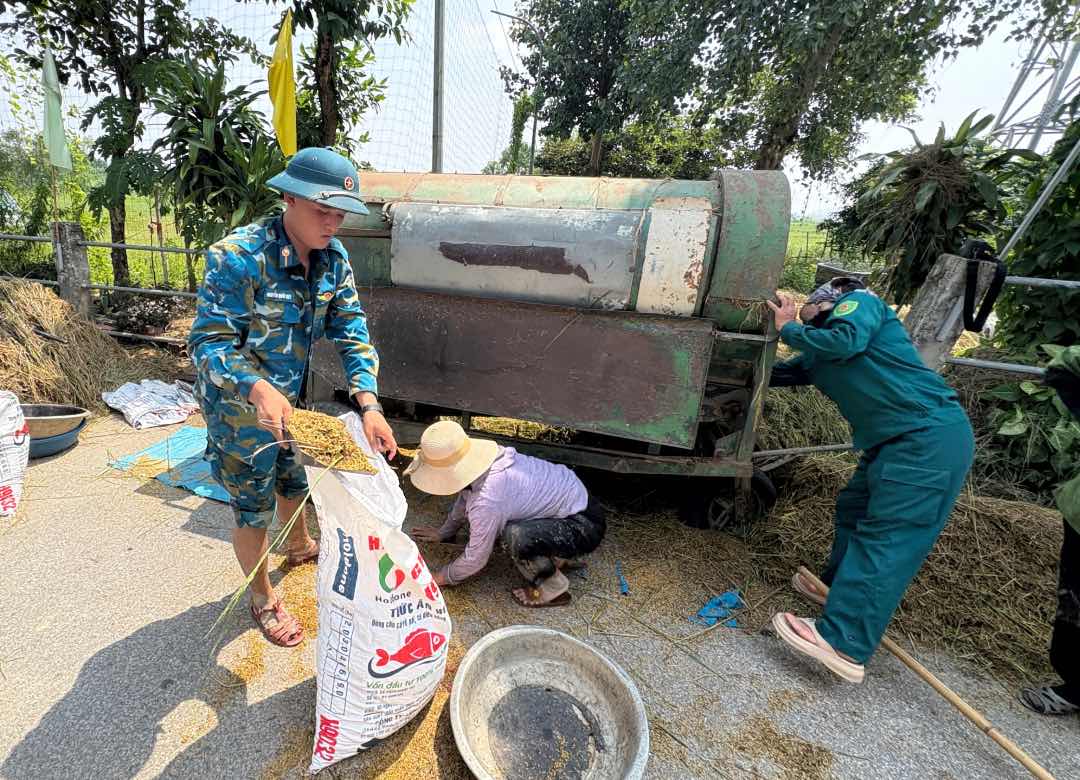 Farmers in Thanh Oai commune with the support of rice harvesters before storm No. 11 made landfall. Photo: Bao Han