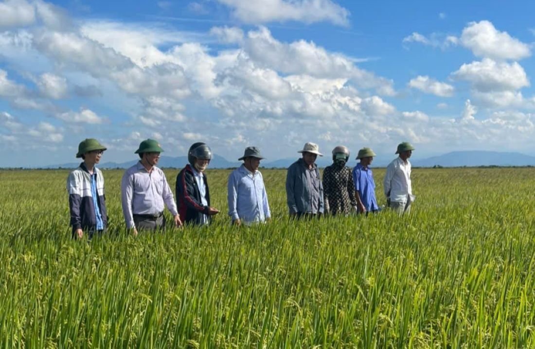 The summer-autumn rice crop in My Thuy commune successfully fled the flood and has now been harvested. Photo: H.Nguyen