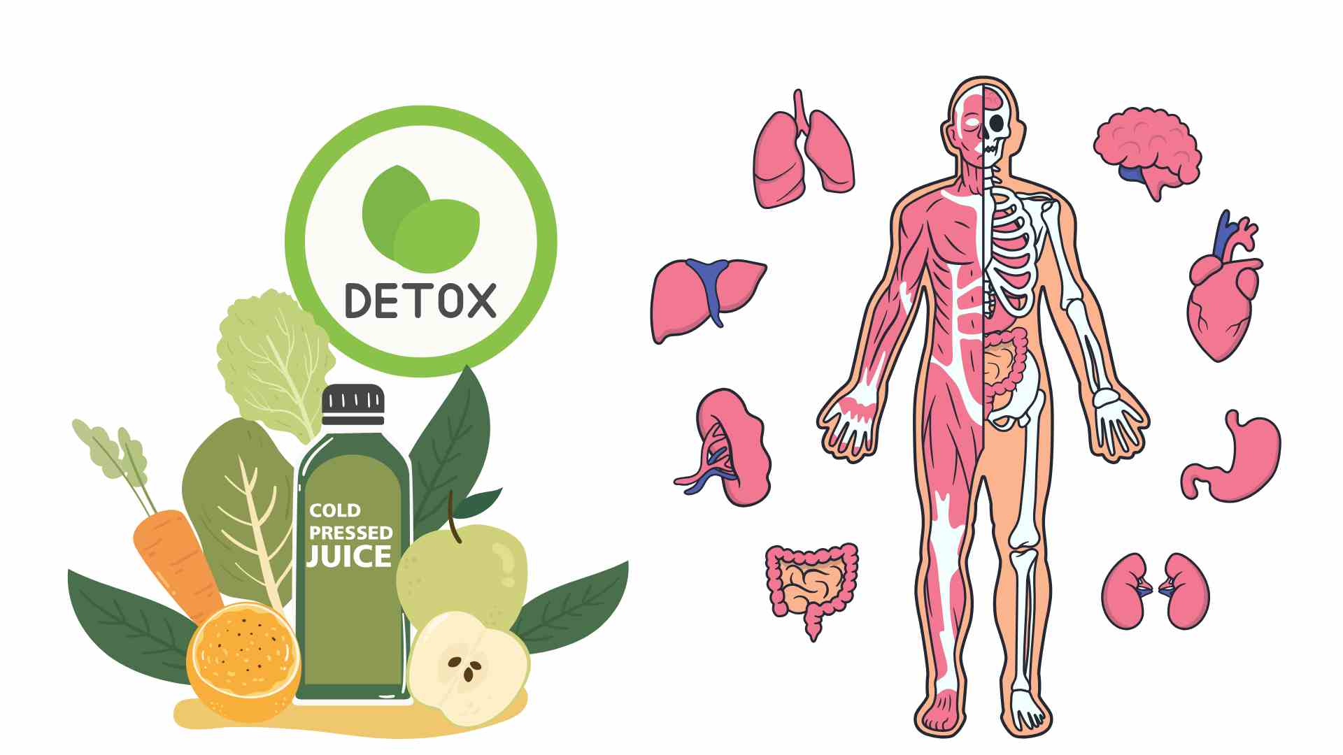 하루 중 일부 시간대는 신체가 해독하는 데 도움이 될 수 있습니다. 그래픽: 하 메이