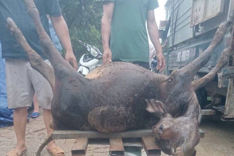 Chinh quyen xa Muong Bu ghi nhan vu viec, huong dan can trong luong trau bo chet do set danh va ke khai thiet hai de de xuat ho tro theo quy dinh. Anh: Nhat Minh