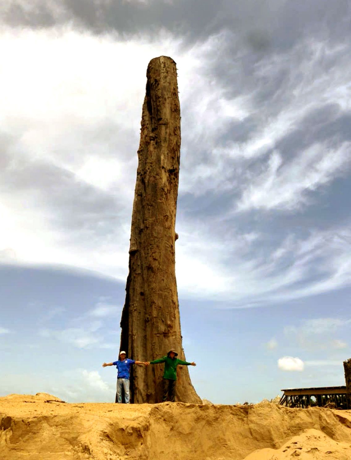 Than go cao hon 26 met co do lon 4-5 vong tay nguoi truong thanh. Anh: Thanh Mai