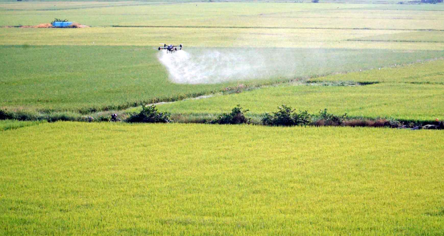 Ap dung tien bo khoa hoc ky thuat tren dong ruong trong khau xit thuoc, ban phan. Anh: Nhat Ho