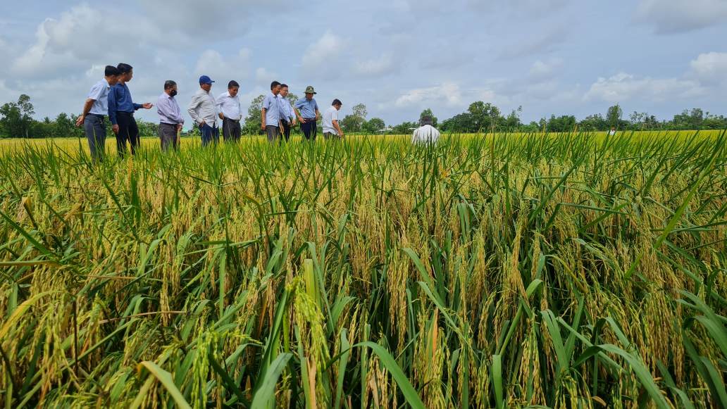 Dans le champ de riz propre du quartier de Lang Tron province de Ca Mau. Photo : Nhat Ho