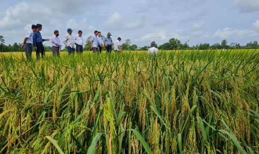 Trên cánh đồng  lúa sạch phường Láng Tròn, tỉnh Cà Mau. Ảnh: Nhật Hồ