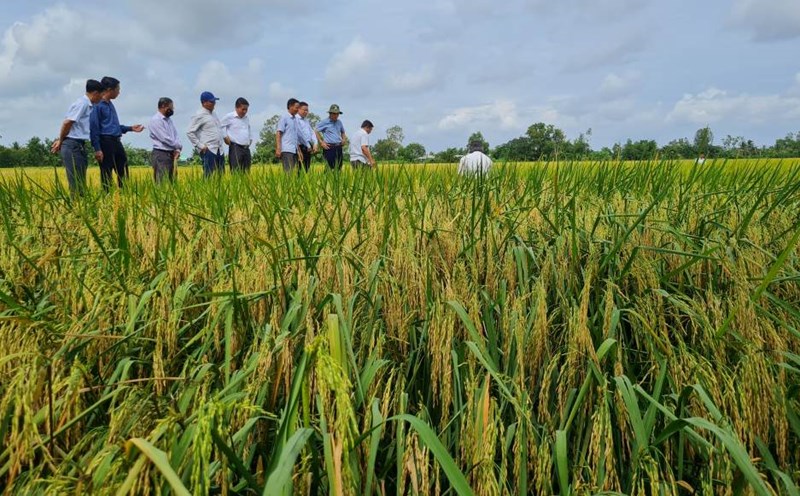 En el campo de arroz limpio del barrio de Lang Tron provincia de Ca Mau. Foto: Nhat Ho
