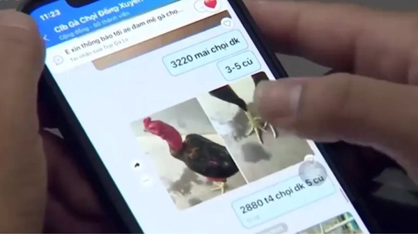 Công an Hà Nội vừa đánh sập ổ bạc trá hình chọi gà quy mô lớn. Nguồn ảnh VTV