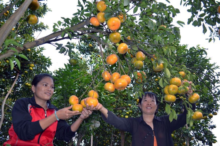 Thu hoach quyt hong Lai Vung, dac san noi tieng cua tinh Dong Thap. Anh: Luc Tung. 