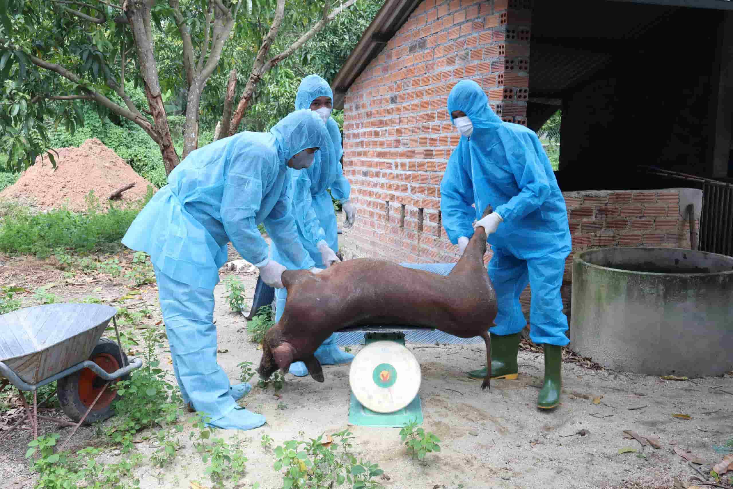 Destroying sick pigs in Cam Lam commune, Khanh Hoa province. Photo: Cong Tam