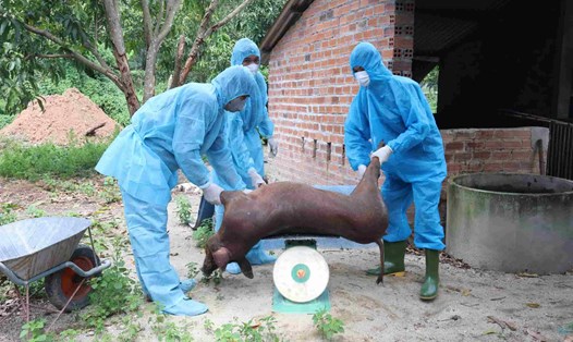 Tiến hành tiêu hủy lợn mắc bệnh tại xã Cam Lâm thuộc tỉnh Khánh Hòa. Ảnh: Công Tâm