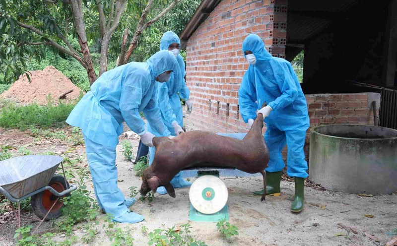 Destroying sick pigs in Cam Lam commune, Khanh Hoa province. Photo: Cong Tam