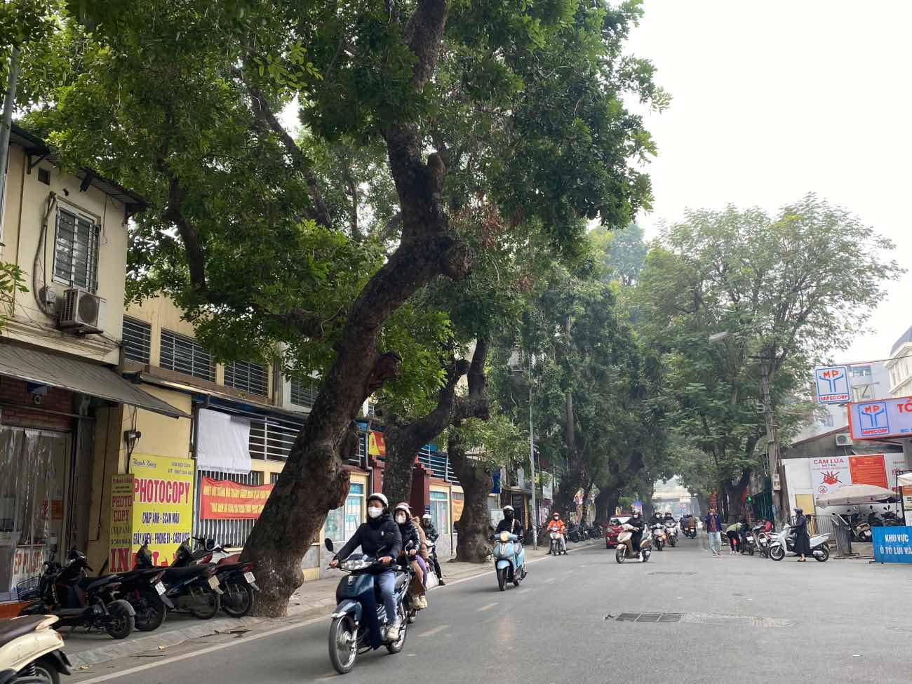 Los arboles antiguos crecen inclinados hacia el camino de la gente en la calle Doi Can (Hanoi). Foto: Nhat Minh