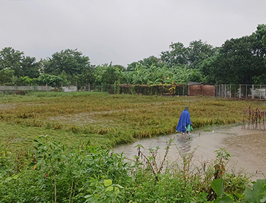 Ghi nhan vao luc 11h30 ngay 7.10, tai tuyen Quoc lo 23, doan qua dia ban xa Phuc Thinh (Ha Noi) nhieu dien tich lua bi chim trong nuoc va nga do. Anh: Thanh Nhan