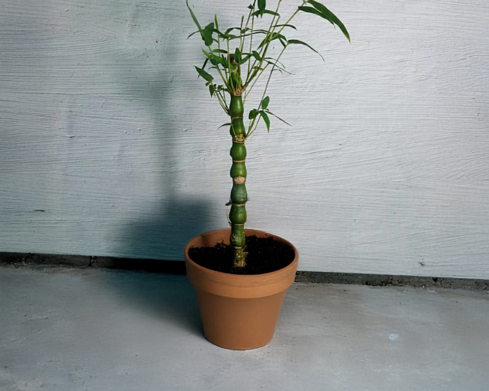 Apply some basic care methods to keep Truc Quan Am tree green and lush. Photo: Mai Anh