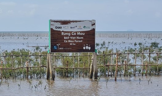 Rừng ngập mặn tại bãi bồi ven biển Cà Mau. Ảnh: Nhật Hồ