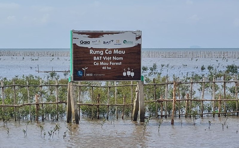 Bosque inundado en la playa costera de Ca Mau. Foto: Nhat Ho