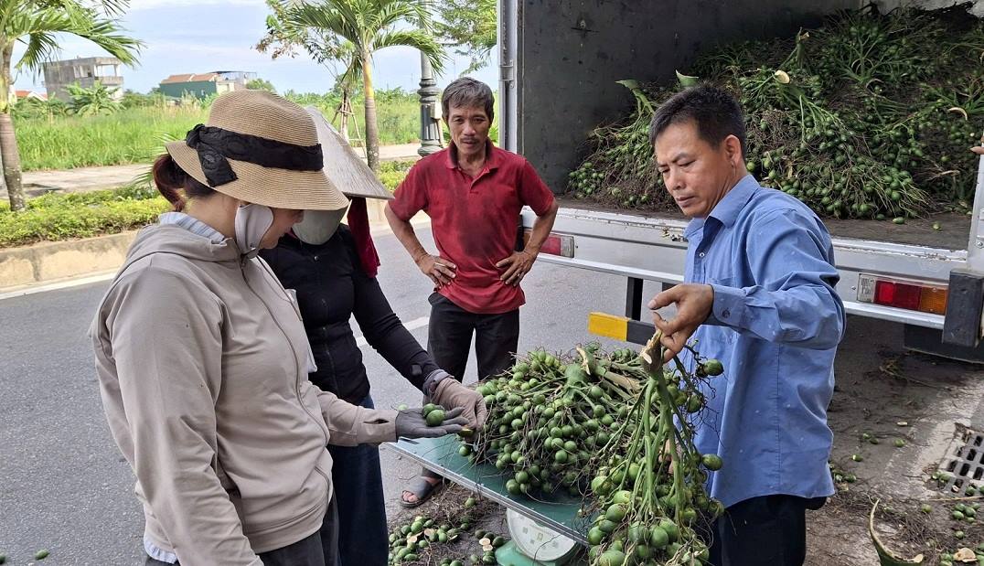 N'ayant plus la scene d'achats massifs comme l'annee derniere cette annee les commerçants de Quang Ngai ne choisissent que de beaux raisins a acheter. Photo : Vien Nguyen