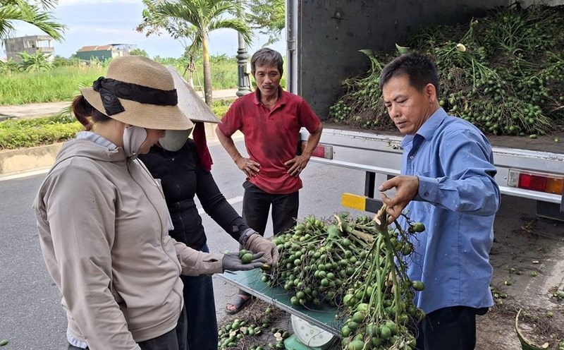 No longer buying like last year, this year traders in Quang Ngai only choose beautiful areca nuts to buy. Photo: Vien Nguyen