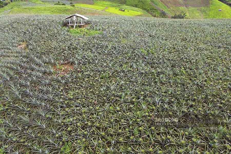Vuon trong dua mat tai ban Pu Lau, xa Muong Nha, tinh Dien Bien. Anh: Quang Dat