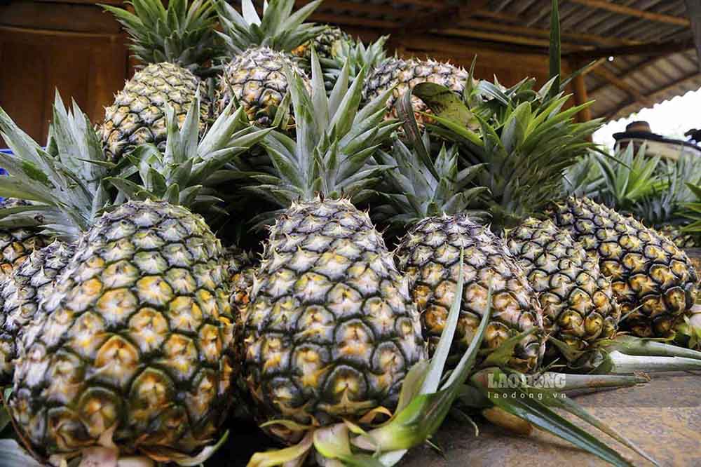 4 key agricultural products in Dien Bien are about to make a new step forward. Photo: Quang Dat