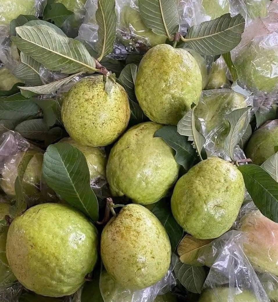 Guava has many benefits that help lose weight effectively. Photo: Quang Minh.