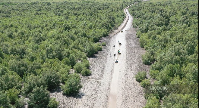 Soc Trang province (now under Can Tho city) has an area of coastal protection forests of over 6,788 hectares, helping to block waves, block winds and protect the lives of people in coastal areas, responding to climate change. Photo: Phuong Anh