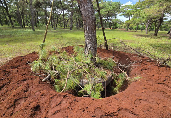 Trom chuan bi bung nguyen goc va cay mang di. Anh: Kien Le 