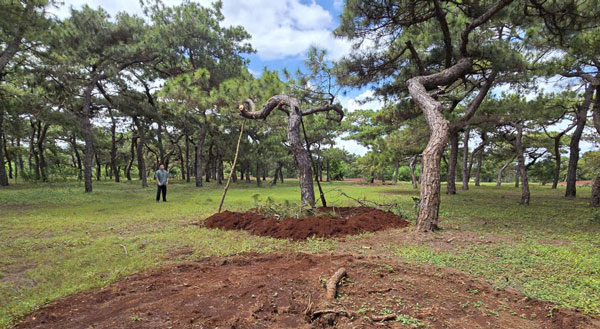 현지 주민들이 심은 숲속의 아름다운 모양의 오래된 소나무들이 몰래 옮겨졌습니다. 사진: Kien Le