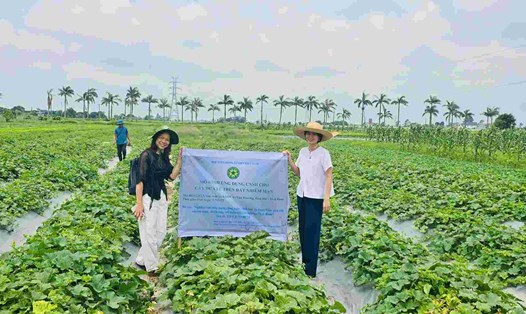 PGS.TS Nguyễn Thị Minh (bên trái) tại mô hình ứng dụng công nghệ sinh học cho cây dưa lê trên đất nhiễm mặn tại Tiền Hải, Thái Bình (cũ). Ảnh: Nhân vật cung cấp