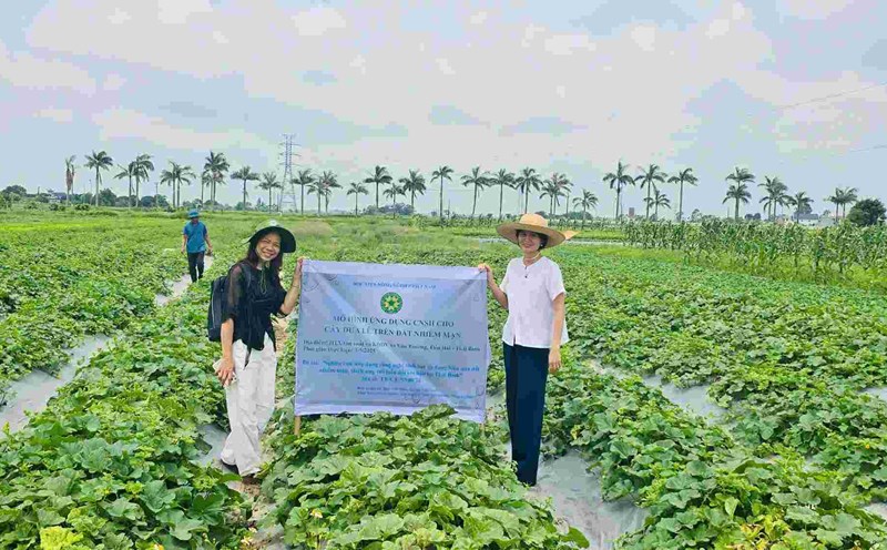 Associate Professor, Dr. Nguyen Thi Minh (left) in the model of applying biotechnology to melon trees on saline-rich land in Tien Hai, Thai Binh (old). Photo: Character provided