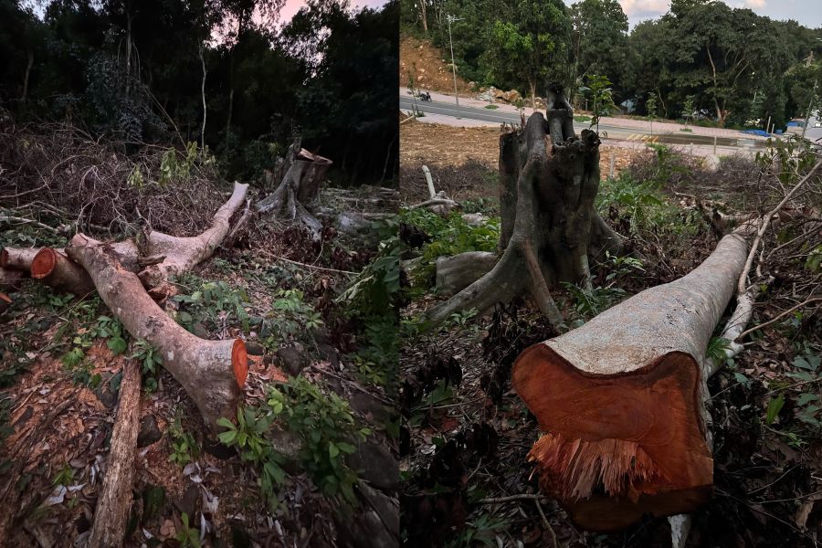Some large trees were cut down in the Con Dao special zone. Photo: VQGCD