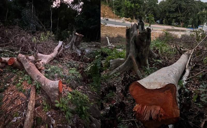 Some large trees were cut down in the Con Dao special zone. Photo: VQGCD