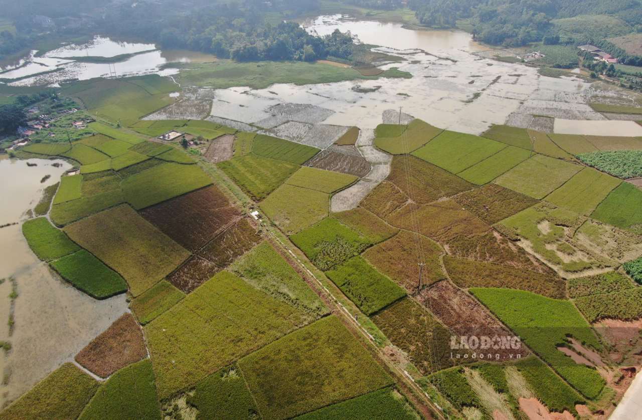 Hon 270 ha lua vu mua chuan bi cho thu hoach tai xa Tran Yen bi ngap ung. Anh: Van Duc