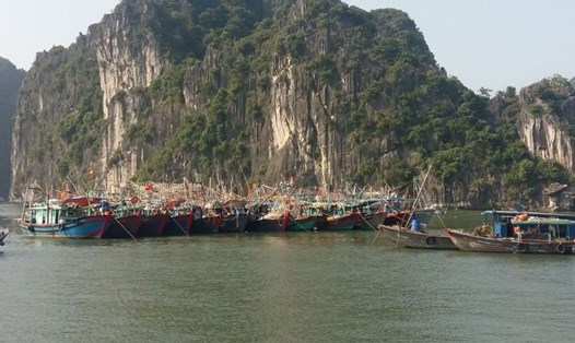 Tàu của ngư dân trên vịnh Hạ Long. Ảnh: Mạnh Nguyễn