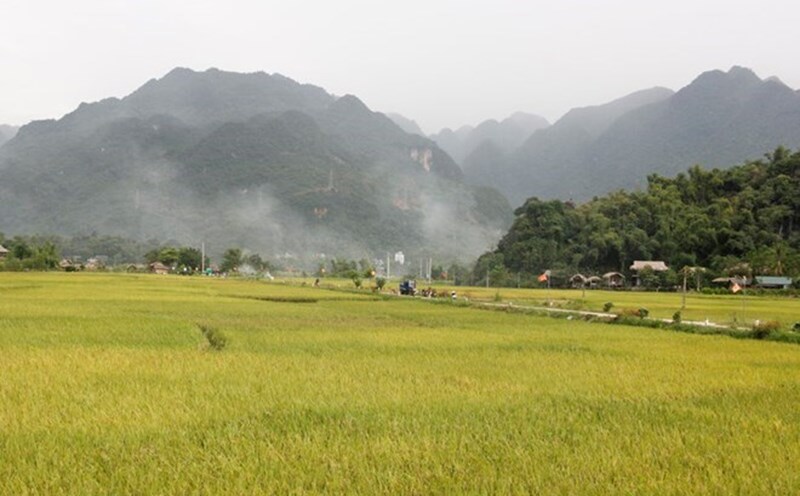Many regulations on rice-growing land have expired. Photo: Huy Hung