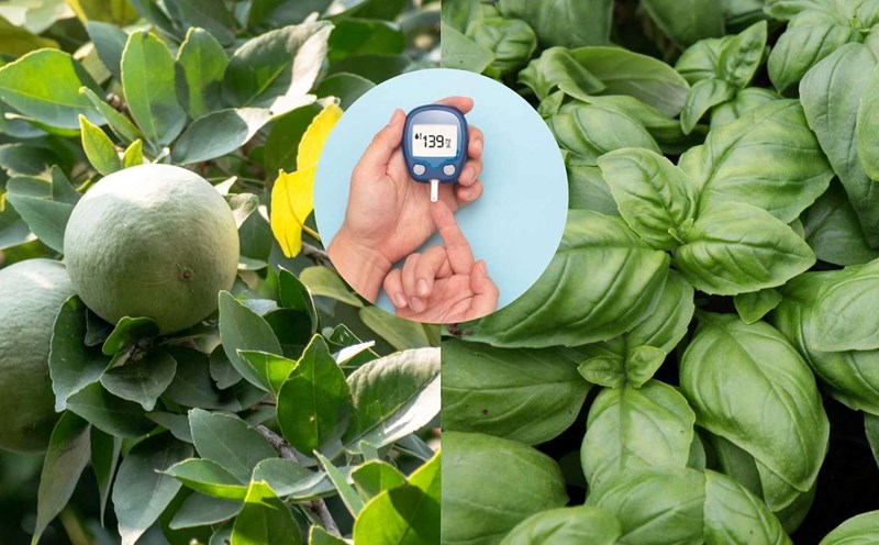 Brown squash leaf tea, basil - a natural secret to helping control blood sugar. Graphics: Thach Lam