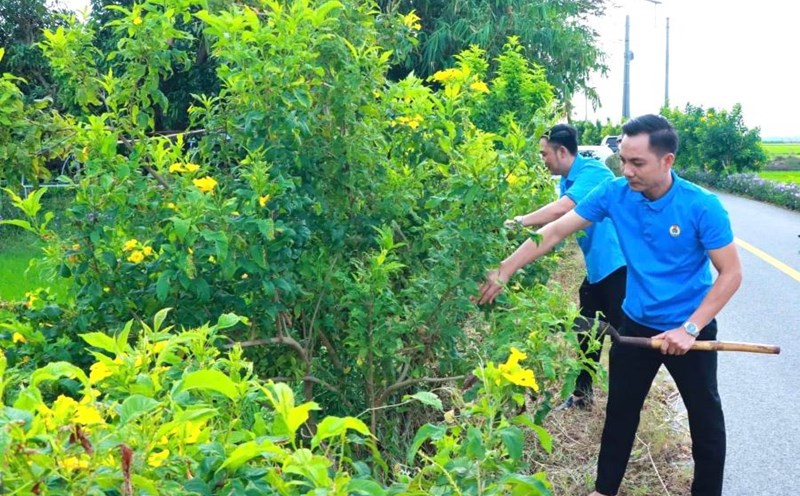 Funcionarios del Sindicato de la comuna participan en el proyecto 'Long Dien muon sac hoa'. Foto: CDLD