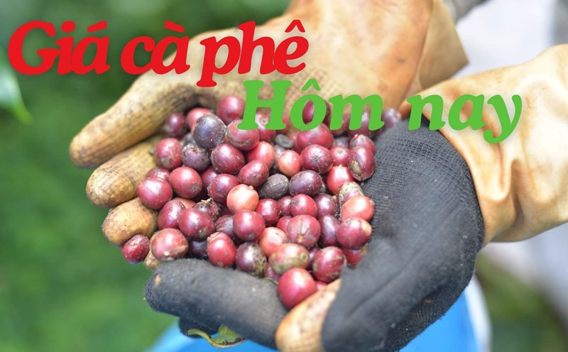 Coffee prices today increased sharply. Photo: Dinh Quang.