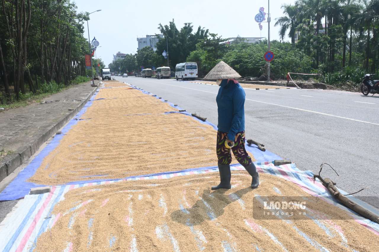 Giua trua nang, nong dan van khong ngoi tay de kip phoi lua. Anh: Thanh Nhan