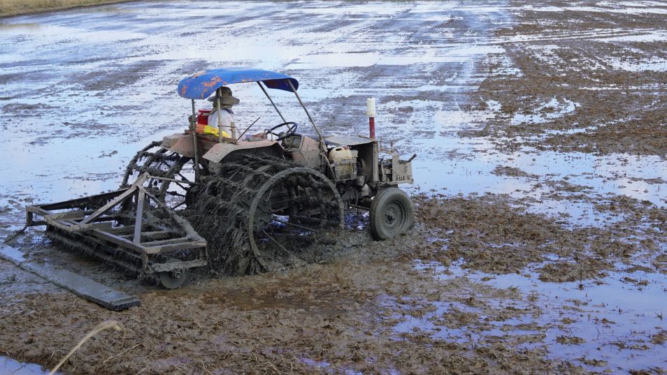 カントー沿岸の農家が2025年冬春作を準備