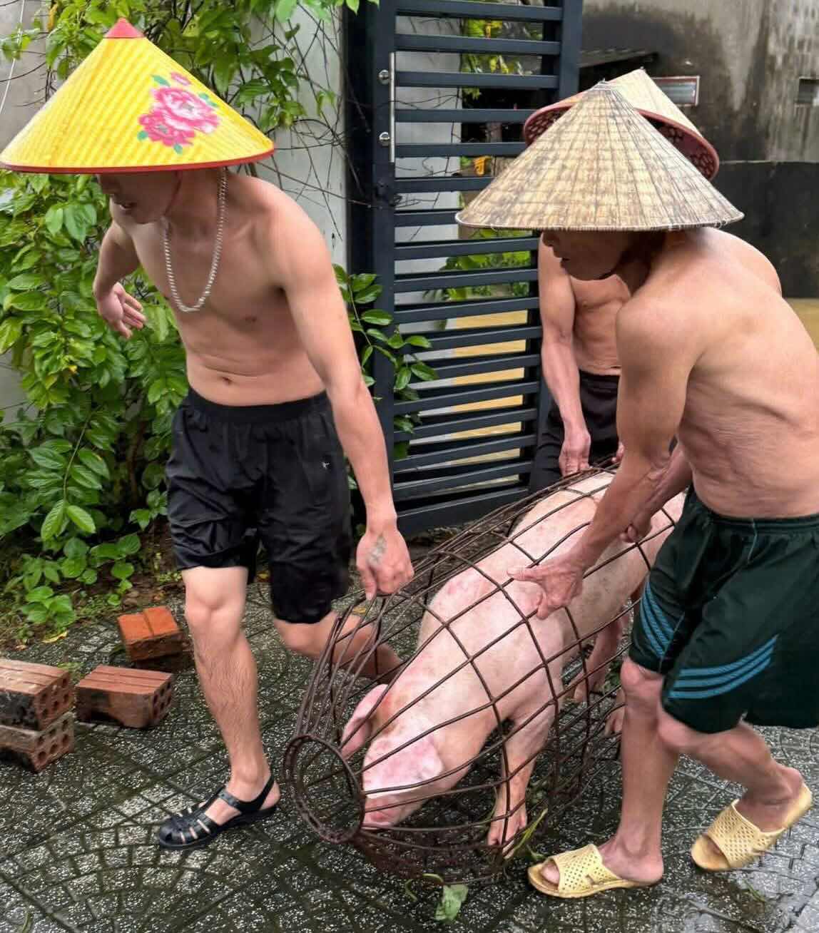 People in Quang Tri carry pigs to escape floods. Photo: Thanh Hien