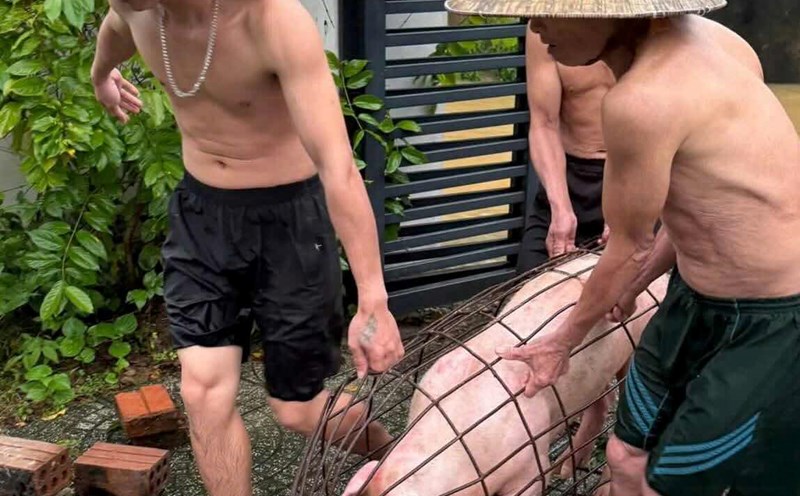 People in Quang Tri carry pigs to escape floods. Photo: Thanh Hien