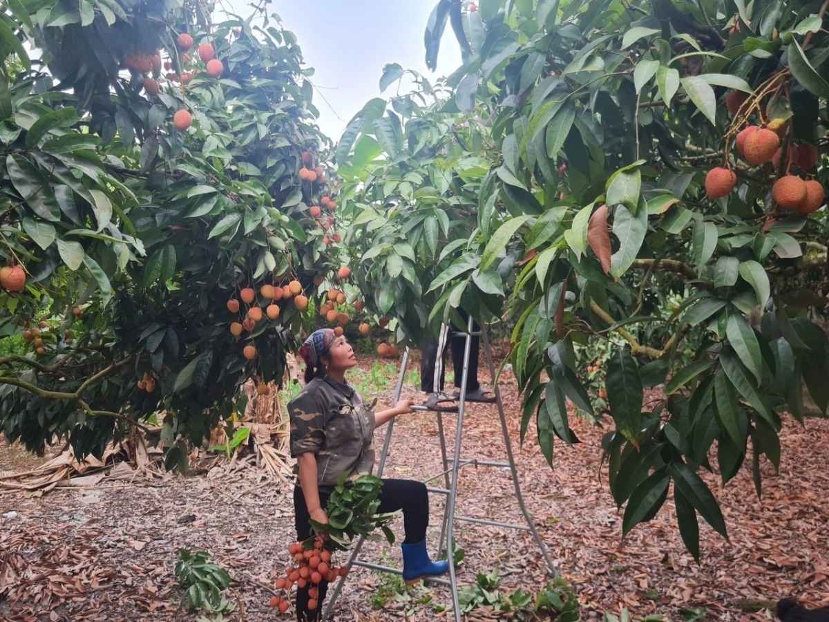 People harvest fabric in Bac Ninh. Photo: Van Truong