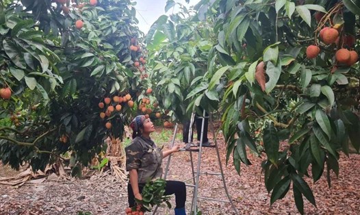 Người dân thu hoạch vải ở Bắc Ninh. Ảnh: Vân Trường